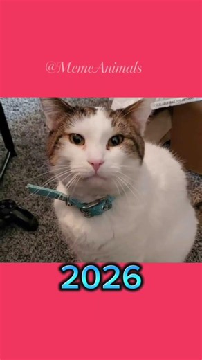 The Century-Long Mutation of Domestic Cat Breeds! 📊⚡