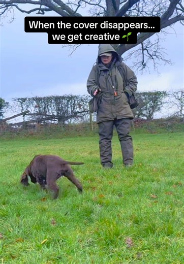 This time of year can be a little tricky 🌱 The fields I use are still low, and until everything properly grows back, access to good hunting cover is limited. But that doesn’t mean the training stops — it just means we get creative. Anyone with a Cocker will understand… they won’t hunt “nothing.” They need to believe there’s something there. Otherwise you get that look as if to say, “You’re the mad one.” Their nose knows 👃🏼 So instead of relying on thick cover, I use small snipe or keyring-siz