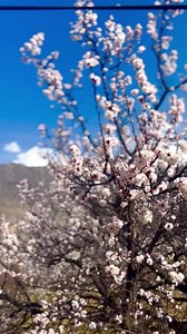 6.4K views · 155 reactions | plan your Hunza Cherry Blossom tour....
