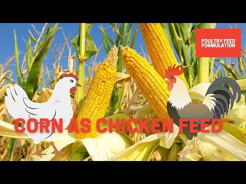 Corn as Chicken Feed for Optimal Health and Egg Production