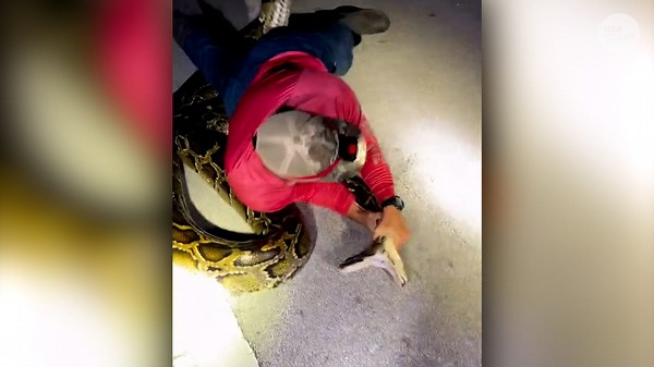 Python hunters wrestle 19-foot-long record-breaking snake