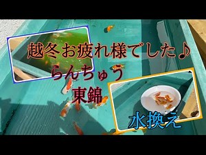 【金魚】金魚水換えしてみた＃金魚#屋外飼育 ＃トロ舟#らんちゅう