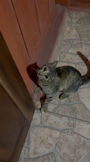 Gatinho gato cat puppy cats cute dog dogs shorts #pets #cow #pet #song #songs #meme #funny #humor