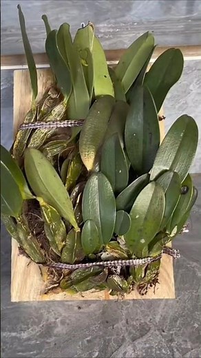 Learning how to growing planting dendrobium plant🌵🌵🌵🌱🌱🌱🌱🪨🪨🪨