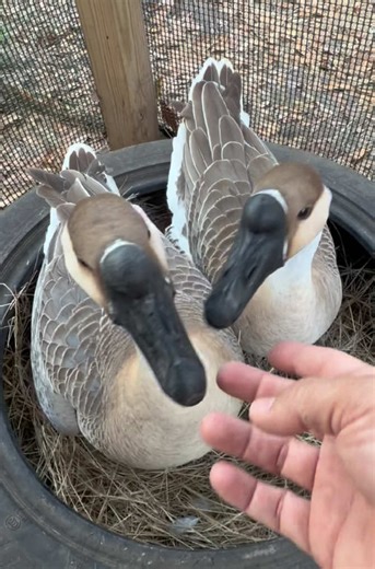 Goose Conflict Resolution: Helping Them Nest