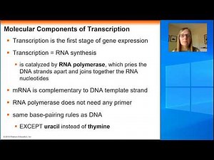 Chapter 17 Transcription