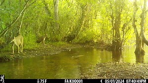 Happy Monday from the Florida Panther National Wildlife Refuge! As water levels start dropping during the dry season here in south Florida, panthers and other wildlife begin exploring and hunting more in areas that were previously deeply flooded. Here's a video from our famous mama panther, "Broketail," taking her 2023 kittens deep within Fakahatchee Strand on the refuge. If you listen, you can hear some of their vocalizations. Broketail was born on the Florida Panther National Wildlife Refuge d
