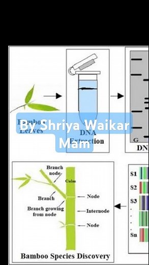 DNA barcoding steps #lab #biology #education