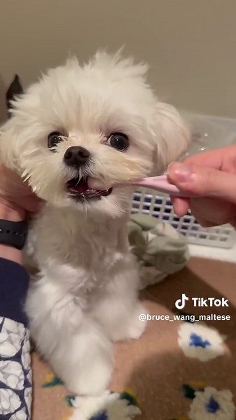 How is your dog with brushing teeth? #maltese #puppy #brushingteeth #dogsoftiktok