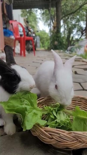 Too Cute! 🐇💕 Rabbit Compilation#cute #rabbit