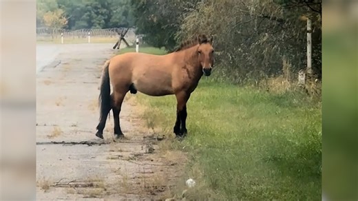 Rare horse spotting at Chernobyl