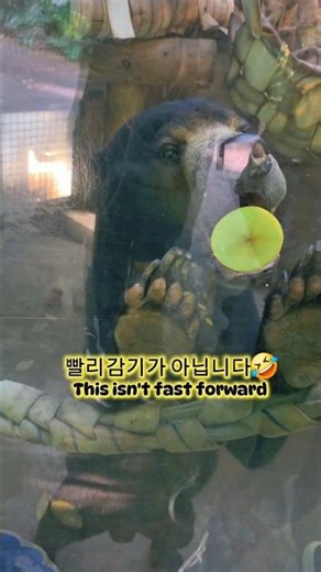 말레이곰이 이렇게 귀여울수가!?!?