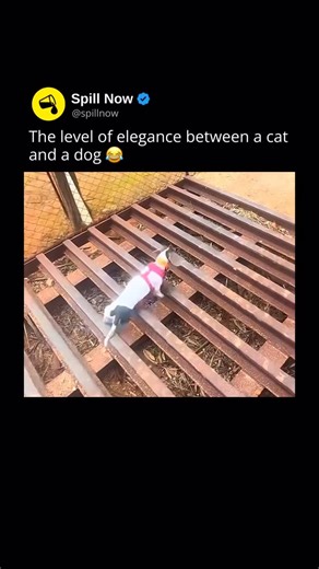 Spill Now on Instagram: "😂 Cats are often described as walking with unmatched precision and elegance because of how their entire body is built and controlled. Unlike dogs, cats walk with a “direct register” gait, meaning their back paw lands almost exactly where the front paw stepped just moments before. This reduces noise, conserves energy, and allows for silent movement, which is essential for hunting. Their flexible spine acts like a natural shock absorber, letting their body flow smoothly w