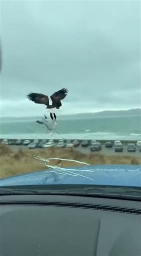 Seagull Wants a Hot Dog… but an Eagle Has Other Plans 😳🌭🦅