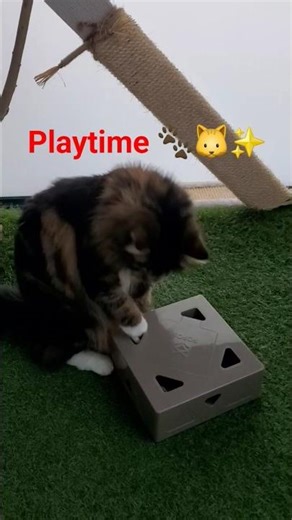 Cat playtime🐈🐾✨️ #cat #catplay #fyp #catfun #viral #catslife #catdaily #shorts #ytshorts #yt #reels