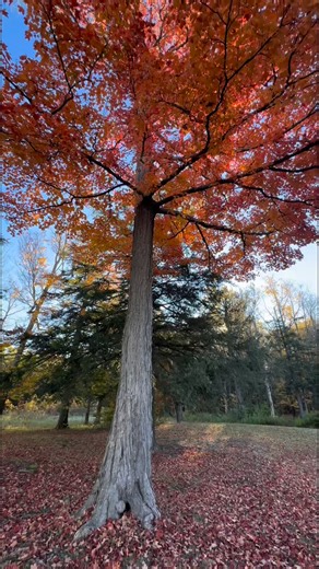 48K views · 8K reactions | An Autumn Morning: Cold air, crunching leaves and sun dappled trees. Fall in Western New York at its finest the other day at Chestnut Ridge Park in Orchard Park, NY. #fall #autumn | John Kucko Digital | Facebook