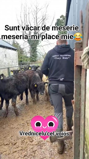 #vaci #animale ##viral #foryou #reels #familie #munca #amuzament #caterinca | Vrednicelu' cel voios