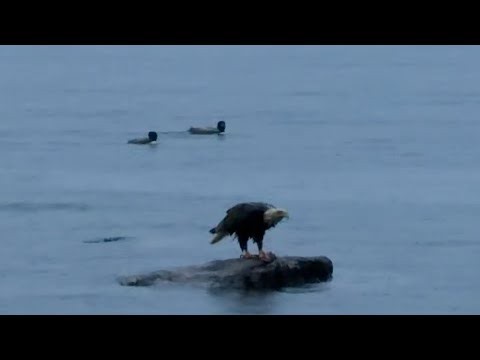 Bald Eagle Swimming With Its Big Catch || ViralHog