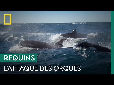 Des orques prennent en chasse un grand requin blanc