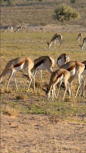 Springbok Antelope Sounds (Grazing in the Kalahari Desert)