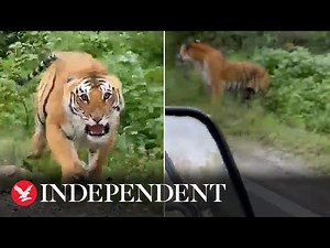 Watch: Growling tiger lunges at tourists during safari