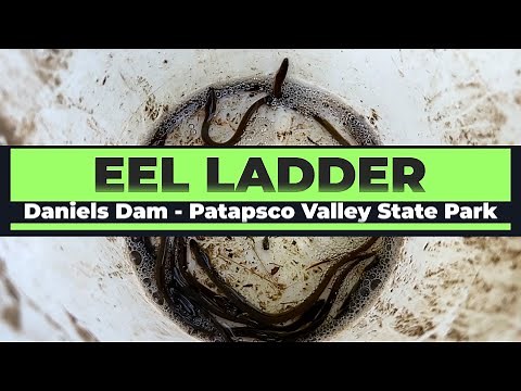 Eel Ladder at Daniels Dam Patapsco Valley State Park