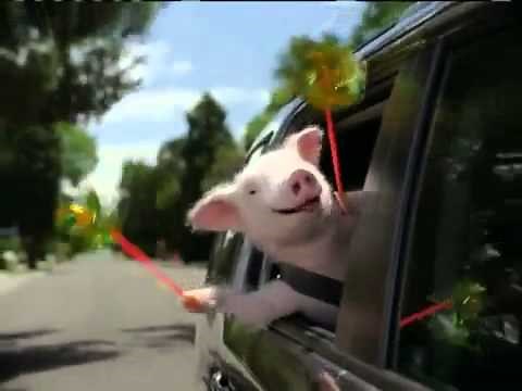 geico insurance commercial piggy