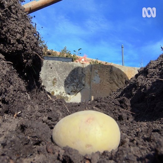 Chips or salad tonight? 🥔🥗🥔🥗 Whatever your style, potatoes play a delicious part in cooking and gardening so it's worth while knowing your kipflers from your kennebecs! Tino shows us how the humble potato is as versatile as it is easy to grow! | Gardening Australia