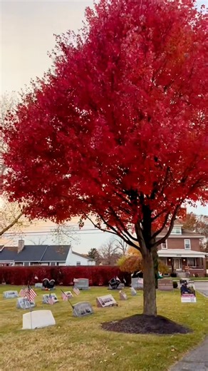 Beautiful Red Maple tree | Por Bida | Facebook