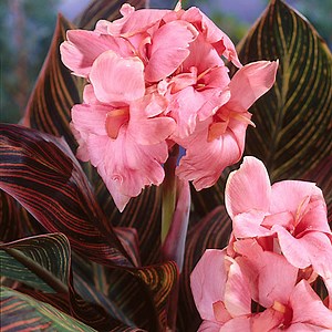 Shop Canna Lily Flower Bulbs | American Meadows