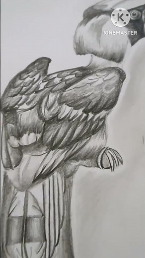 I Drew A Great Hornbill Bird With A Pencil