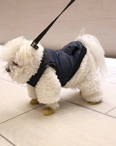 5K views · 969 reactions |  We think it’s important that you have a full view of Milo’s new fleece onesie (onesie by @hm , jacket by @canadapooch ) Another day of feeling like -17c (19f) so we’re bundled up good today ! | Milo Meets World | Facebook