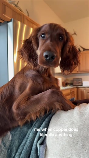 Copper Fan Account: Celebrating Fun Moments