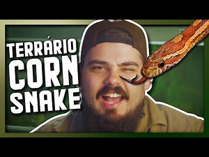 Como montar um Terrário para CORN SNAKE - Recinto para cobra do milho - Biólogo Tai