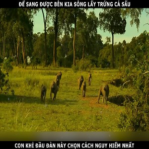 389K views · 4.4K reactions | Để sang bên kia sông lấy trứng cá sấu, con khỉ đầu chó này chọn cách nguy hiểm nhất | Zizo للچنوط | Facebook