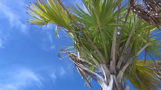 Serious illness impacting palm trees