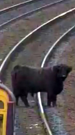 How a Highland cow caused rush-hour disruption to Glasgow trains. | BBC Scotland News