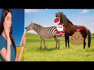 HORSE AND ZEBRA CROSS | Unbelievable!Zebra Crossing,Zebra mating।Loving Stallion with Kabylitsy