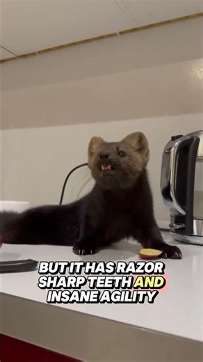 This Tiny Animal Hunts Bigger Prey Than You Think