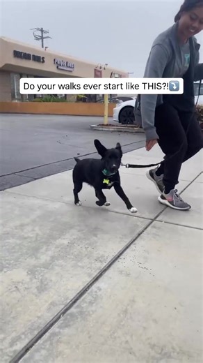 When your pup is SO EXCITED for their walk right out the gate, sloooooow it down. Use food to grab their attention, lure them back into position, (you may need to take a few steps back or circle around) and set them up again. Stay calm, stay in control, and remind them to follow you. 🐶 #puppytraining #puppywalks #puppyschool #puppytips #thepuppyacademy