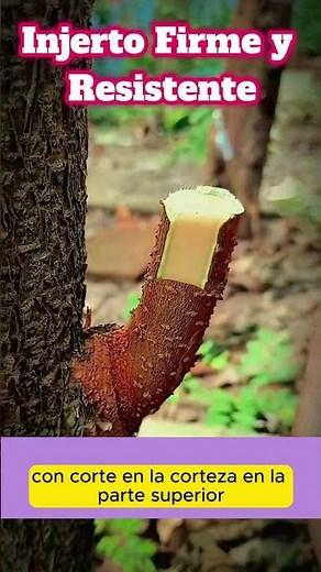 "Injerto Firme y Resistente: Método Fácil y Efectivo 🌱✨"