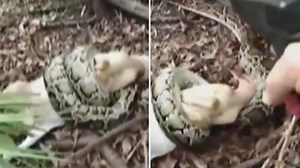 Brutal moment a man repeatedly shoots dead a python at point blank range