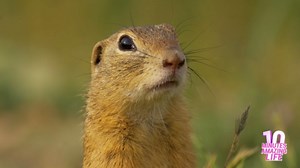 Curious Ground Squirrel Watching the Meadow