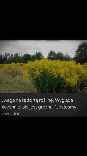 oh no...#undertale #flowerfell #frisk #chara #littledarkage #undertale #edit #dlaciebie #fypシ゚viral #fypシ゚viral #fypシ゚viral #dlaciebie😏 #dlaciebie😏 #dlaciebie😏 #fypシ゚viral #fypシ゚viral #fypdongggggggg #dlaciebie #dc ##uwuwuwuwuwuwuwuwuwu