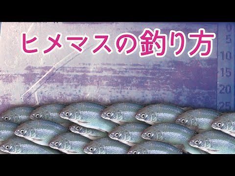 ヒメマスの釣り方