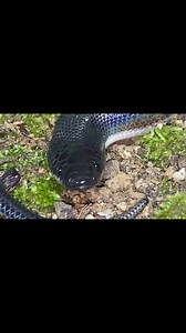 Check out this quick clip of a Mexican Burrowing Python (Loxocemus bicolor) we found in Costa Rica. Its face is just too adorable. 🐍 | Justin Doll