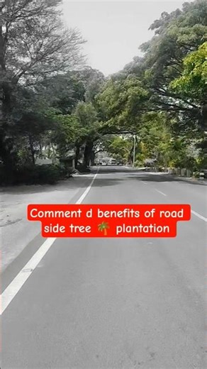 Road side tree plantation in India| Indian history| benefits of trees| #hillarea #hilltribe #hills