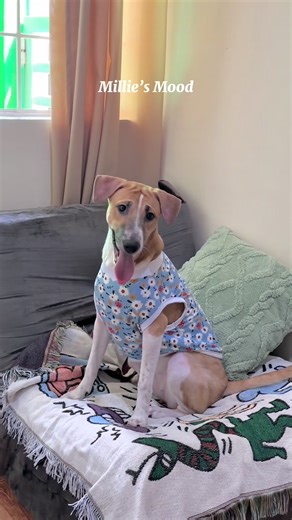 A Day in the Life of a Dog Mom