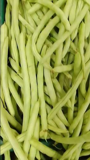 Conhece Phaseolus vulgaris ?? Bora Lá Conhecer ?? (controla da glicemia)