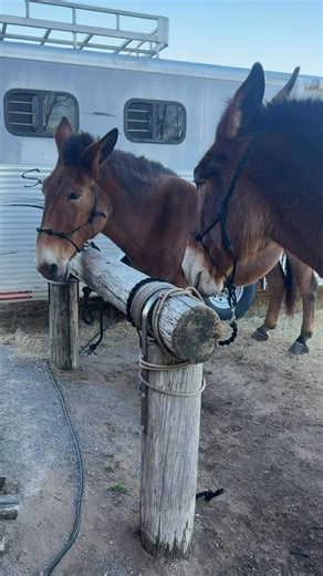 A little preview of today’s appt: Shoeing two retired US Cavalry mules, Dolly & Patsy. #farrierlife #uscavalryassociation #mules #preview #oldruggedfarrier | Old Rugged Farrier Co.